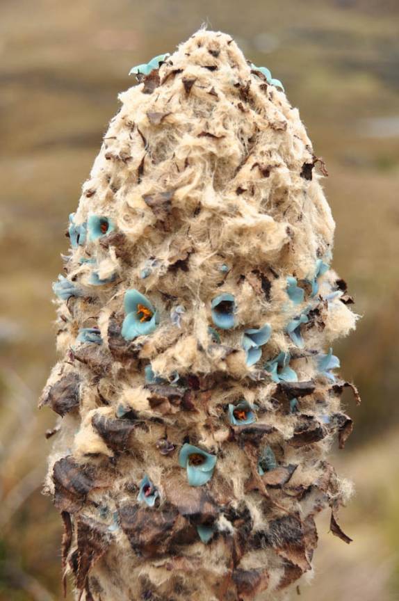 As flores azuis de uma bromélia no Parque Nacional Cajas, na região de Cuenca, no Equador